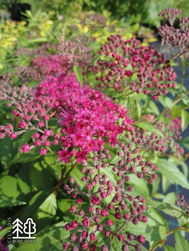 Spiraea japonica   'Anthony Waterer'